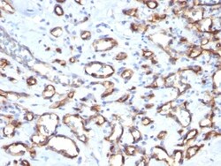 CD34 Antibody (SPM610), Novus Biologicals 0.2mg; Unlabeled:Antibodies,